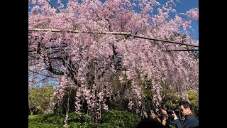 京都妙心寺退蔵院の紅しだれ桜2019