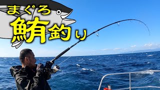 青森クロマグロの激アツナブラ【釣りAQUA日記】#Shorts