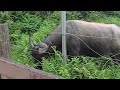 陽明山國家公園 陽明山擎天崗冷水坑看牛趣 意外菁山吊橋封路整修中 公車小15 直上擎天崗 cc字幕