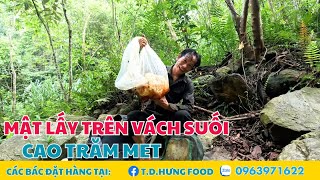 Rừng Đặc Dụng (T20) - Tổ Ong Làm Trên Vách Suối Dốc Thẳng Đứng Cả Trăm Mét