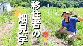 【サトシの自然菜園畑見学7月】農ある暮らし〜移住者の畑レポート