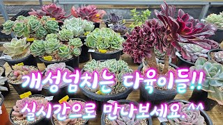 🌵실시간 득템찬스🌵다육이 보러 오세요.🌼