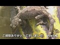 02【ヤモリ飼育】ニホンヤモリケージのセットアップ！早速体色変化を見せてくれた！【閲覧注意】