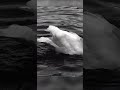 swan ，close encounter 20231019 art s3