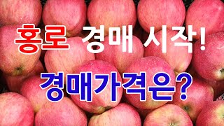 홍로 경매개시ㅣ홍로, 아오리, 후지 출하량 및 공판장 경매가격 분석