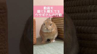 「動画撮るよ〜」→ウサギさんの行動が凄すぎました #shorts #うさぎ #bunny