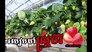 របៀបដាំស្ត្របឺ How to plant strawberry