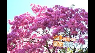 【賞花101】紫花風鈴木【Appreciation of Flowers 101】Purple Tabebuia