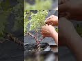 Gerak Dasar Bonsai Gabungan ASEM JAWA