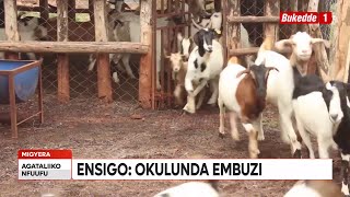 Okulunda Embuzi : Ayagala okutandika omulimu gw'okulunda Embuzi biibino by'olina okumanya (Part 1)