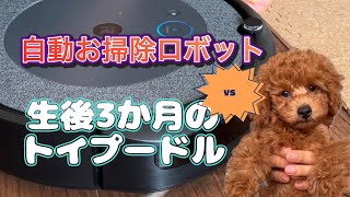 【可愛すぎる！】子犬が初めてロボット掃除機を見た反応