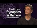 The Role of Synapses in Memory - On Our Mind The Role of Synapses in Memory - On Our Mind