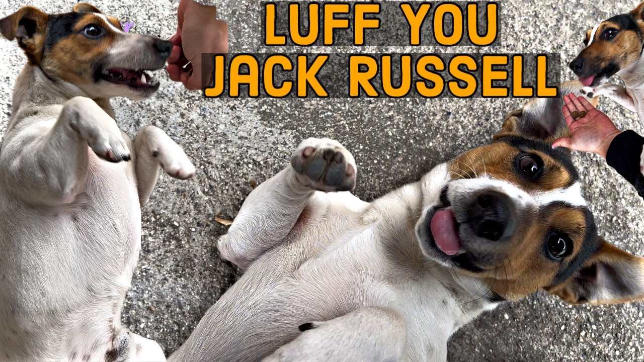This Dog Only Eats From My Hand Jack Russell Terrier Puppy Youtube