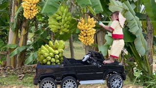 Cutis Farmer Runs Car To Harvest Bananas At The Farm Sell Rescue Baby Goose