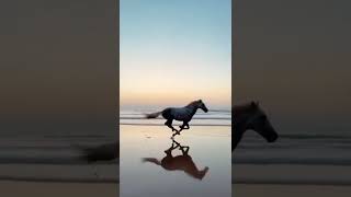 mesmerizing horse running on the beach 🏖️🥰#shorts #wildlife #totbtotpappu