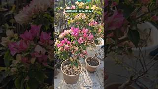 📌450+ colour Bougainvillea Plants | Online Sale | Paper Flower Combo | Low Price Baganbilas