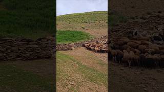 سلام دوستای نازنینم امی قسم ویدیو ها اگرخوش دارین که بیگوین برای تان بیزارم منتظرنظرات نیک تان استم😘