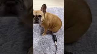Funny Dog Farting - Try not to Laugh - Funny TikTok Dog