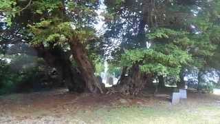 The Llangernyw  Very Old Yew Tree.  4500 Years Old in North Wales GB.