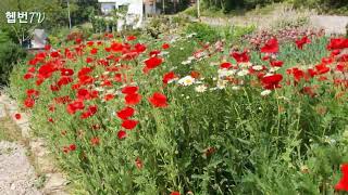 🌳 Hepburn's garden 🌳  🌺 개양귀비 🌺 corn-poppy 🌺 민화작가의 뜨락 🌺 통영 바다 정원 여행