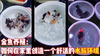 金鱼养殖：如何在家里创造一个舒适的水族环境