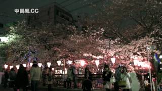 中目黒桜情報 - 夜桜(2010年3月28日) - 中目黒ドットCC