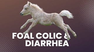 Foal Colic And Diarrhea