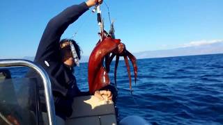 FISHING🇬🇷 SQUID !! ΚΟΡΙΝΘΙΑΚΟΣ ΘΡΑΨΑΛΟ ΚΥΝΗΓΟΣ ΨΑΡΕΜΑ ΘΡΑΨΑΛΑ  ΜΕ ΒΑΘΕΙΑ ΚΑΘΕΤΗ