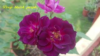 Fragrant Rose's collected from Kerala and TamilNadu