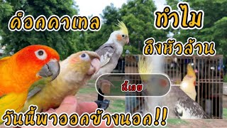 นกเเก้วค็อกคาเทล ทำไมถึงหัวล้าน!! พานกเเก้วออกมาปล่อยข้างนอก!? กรีนชีค ซันคอนัวร์