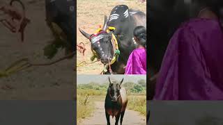 💥😈😱 #jallikattu #trendingshorts #viralshort #trendingvideo #rdxmtrider #youtubeshorts #ytshorts