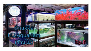 ร้านเจ๊​จือ​ H.J.Aquarium​ (ร้าน​ใน)​🐟 Ep.8