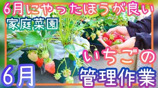 いちご/6月にやった方が良い作業/家庭菜園/2022年/プランター栽培