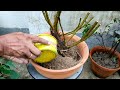 ficus religiosa asatta. family moraceae bonsai in preparation. part i.