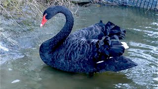 コクチョウ　のんびりと過ごしています【掛川花鳥園】Black swan Kakegawa Garden