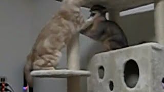 猫アメショー姉さんの高速猫パンチ連打！！cat attack