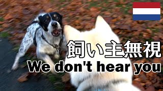 柴犬柿丸 飼い主の声は届かない【ロッテルダムいつもの散歩 / 環境音】Kaki-Maru the Shiba Inu