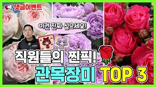 [댓글이벤트] 직원들이 뽑은 베스트 관목장미 TOP 3, 지금 바로 심어보세요!