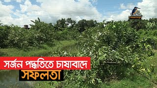 সর্জন পদ্ধতিতে লবণাক্ত জমিতে চাষাবাদ করে সফলতা