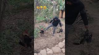 Man Vs Hen 🤣😂😆  || Subscribe For More || Gaunle Vlog