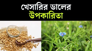 খেসারির ডালের উপকারিতা || BD Advice