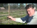 Ison's Nursery How to Plant a Muscadine Vine Instructional