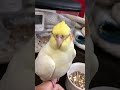 オカメインコのぽぽちゃん、ヒナ時代の歯ぎしり