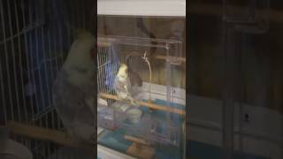 新居で初めてお留守番するオカメインコ