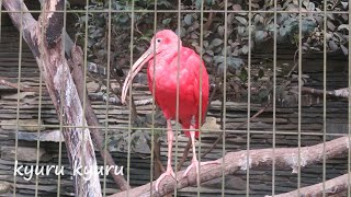 ３種類の鳥さん　ショウジョウトキ、アフリカヘラサギ、ヒロハシサギ