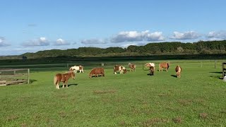 まるでミニチュアホースの保育園