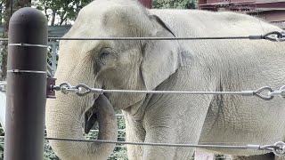 ゆっくり味わいながら食べるスーリヤさん　上野動物園