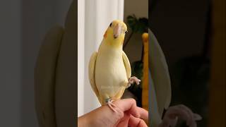 On a scale of 0 to 10, how cute is this singer? I’m thinking 11! 🥰🦜 #cockatielscraze #birdsinging