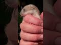 baby stoat rescue 🐾 weasel animalrescue robertefuller