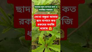 শখের ছাদ বাগান সবজির সমাহার #youtubeshorts #gardenglory #garden